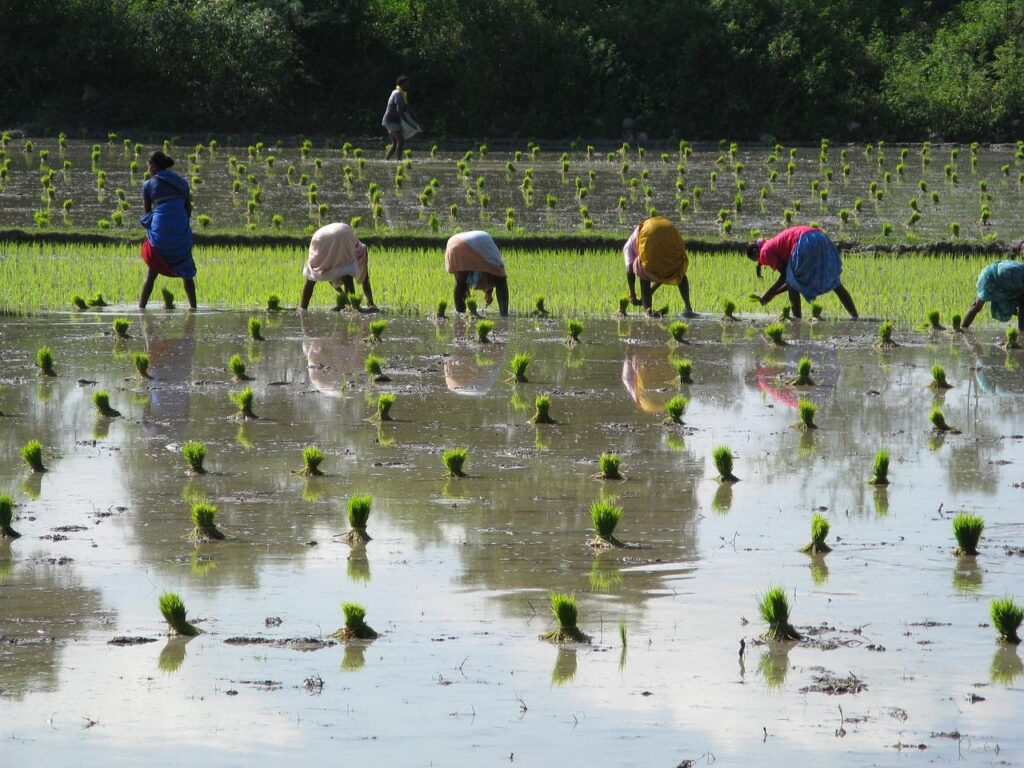 rice, rice plants, india-3101778.jpg